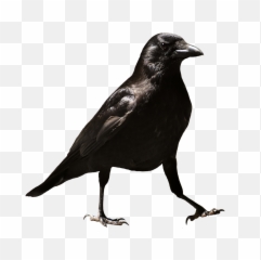 Drawing Baltimore Ravens The Raven Common raven, raven tattoo, logo,  fictional Character png