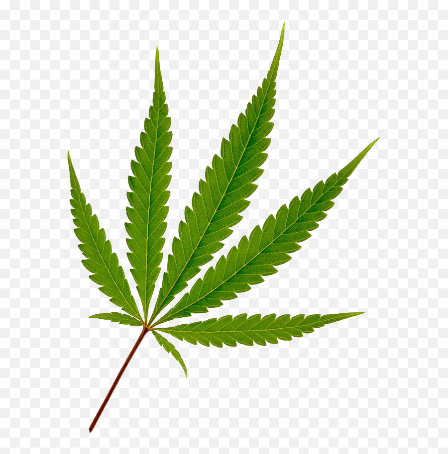Cannabis Hemp Leaf Joint - Transparent Weed Leaf Png,Weed Transparent Background