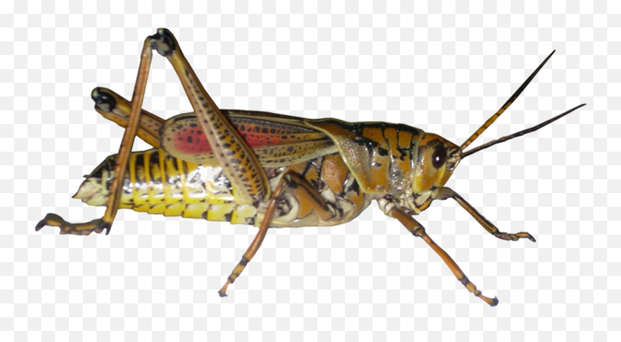 Grasshopper Png Picture - Grasshoppers Png,Grasshopper Png