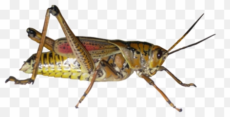 Grasshopper Png Picture - Grasshoppers Png,Grasshopper Png