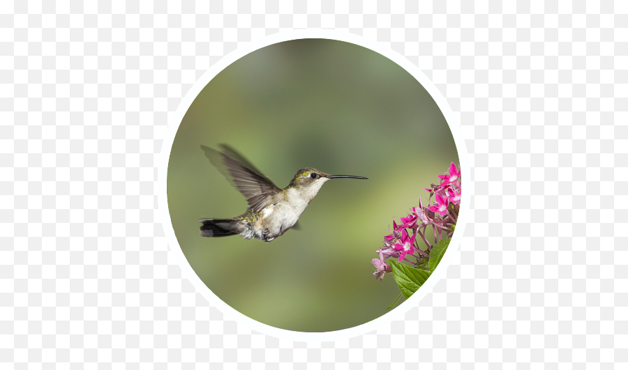 Hummingbird Sensory Garden - Sound Garden Of The Senses Hummingbird Png,Hummingbird Transparent
