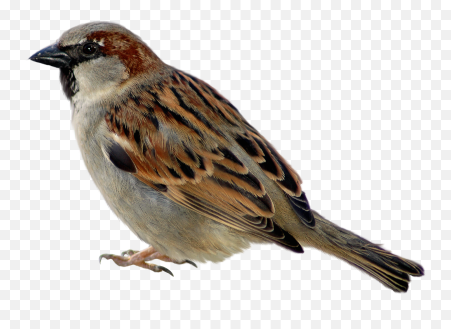 Sparrow Png Images Free Download - Sparrow Png,Sparrow Png