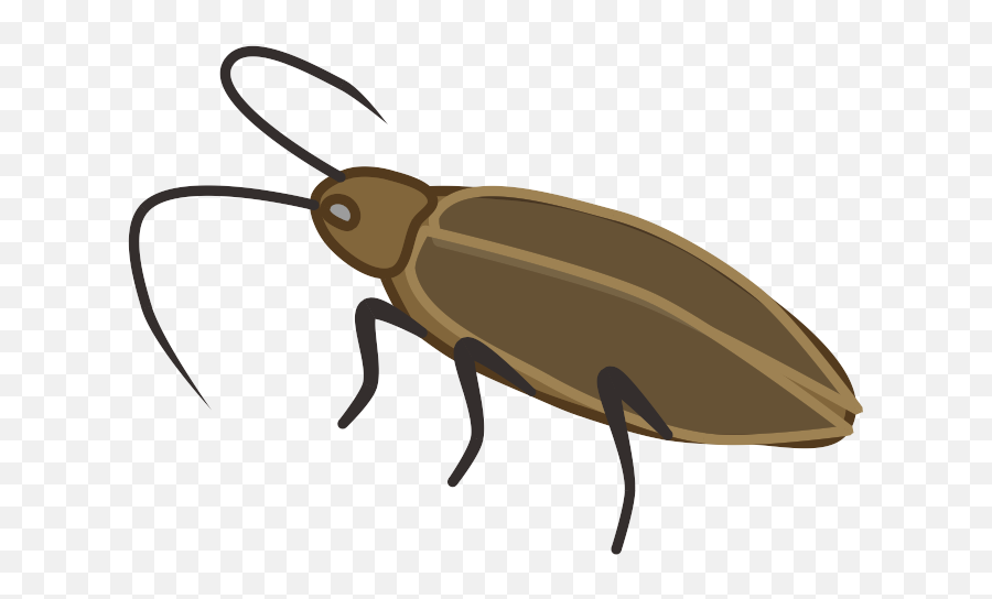 Cockroach - Prop Animal Ground Beetle Png,Roach Png