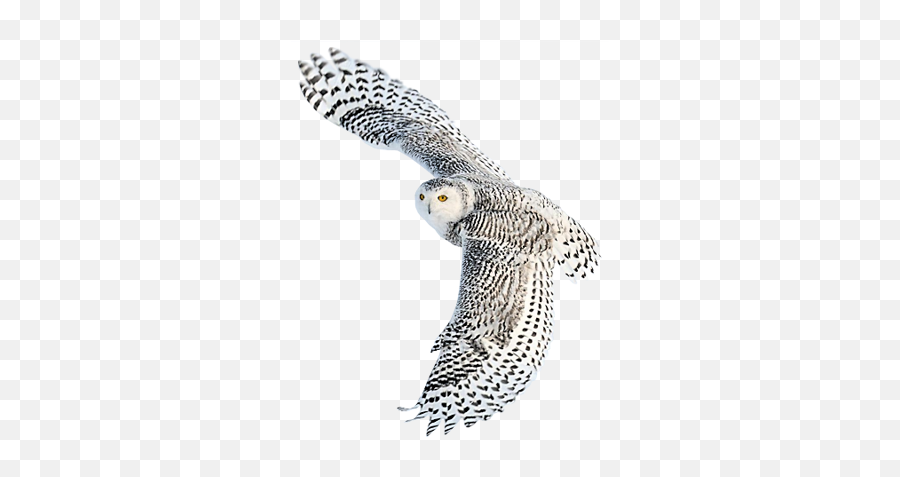 Snow Owl Transparent Png Clipart Free - Flying White Owl Hd,Owl Transparent