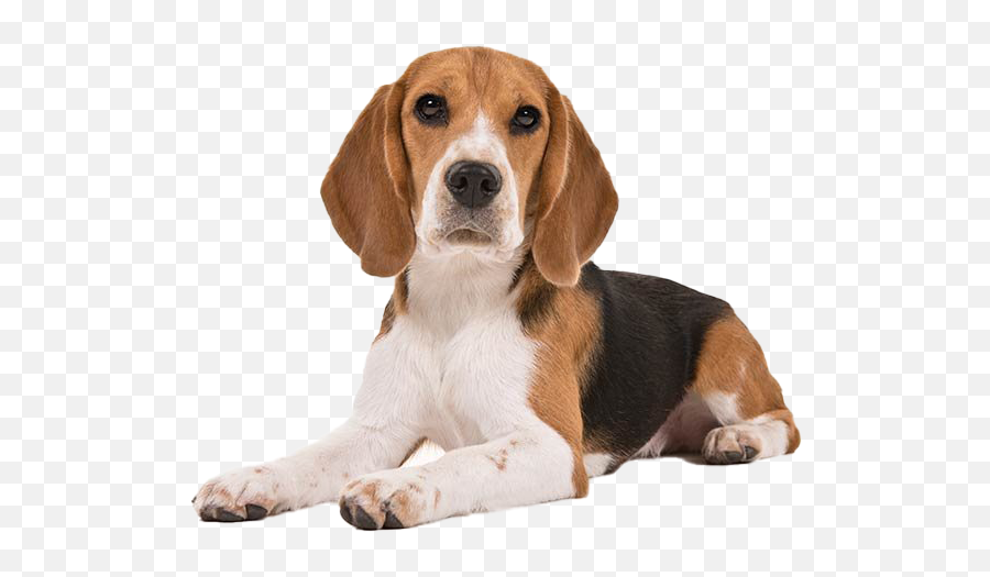 Beagle Dog Puppy Png Clipart - Beagle Dog,Puppy Clipart Png