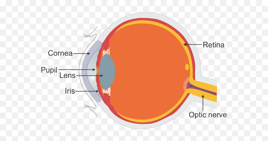 Draw The Structure Of Human Eye And Label Any Three Parts - Structure Of Human Eye Class 8 Png,Human Eyes Png