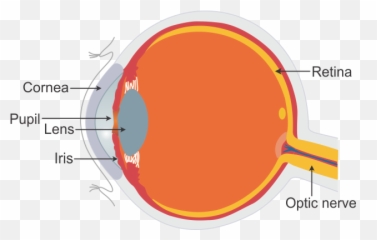 Draw The Structure Of Human Eye And Label Any Three Parts - Structure Of Human Eye Class 8 png