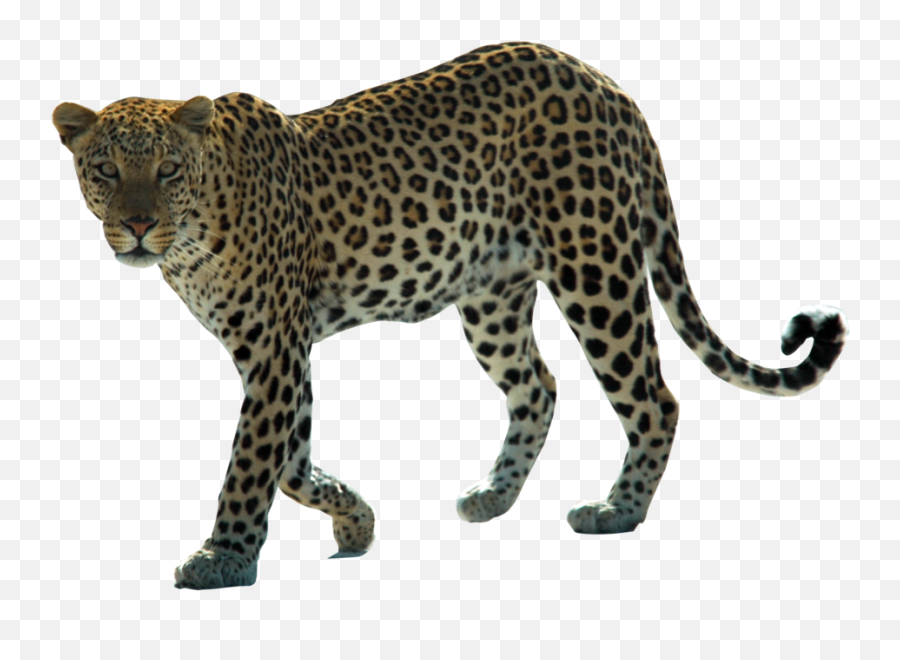 Snow Leopard Arabian African - Arabian Leopard Png,Snow Leopard Png