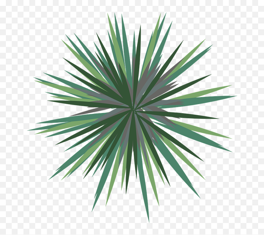 Landscape Palm Tree Plan - Free Vector Graphic On Pixabay Palm Tree Png Plan,Yucca Png