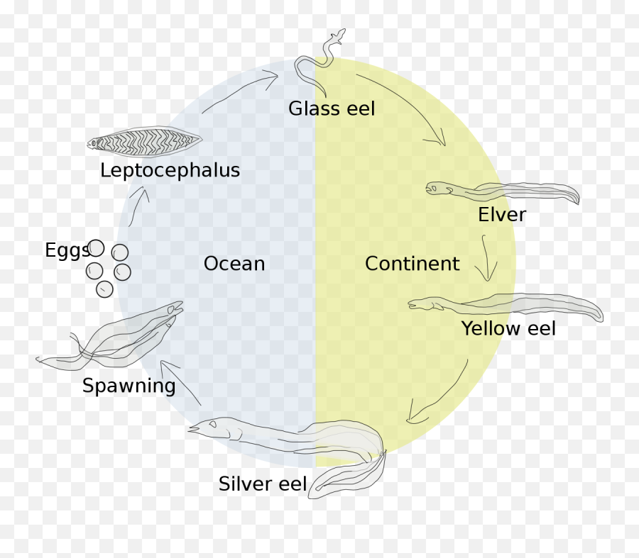 Fileanguilla Anguilla Elutsükkelpng - Wikimedia Commons European Eel Life Cycle,Eggo Png