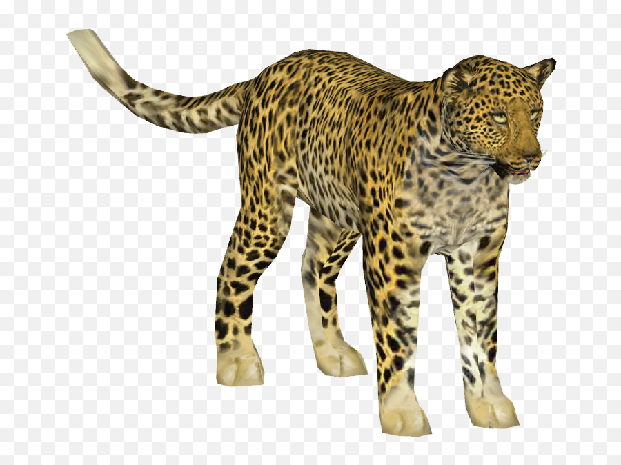 Indian Leopard - Indian Leopard Png,Leopard Png