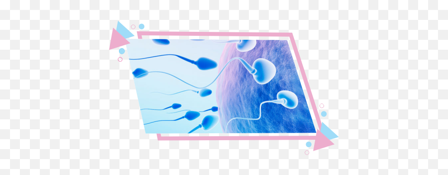 Best Sperm Bank In Chennai India Fertility Center - Low Sperm Count Anatomy Png,Semen Png