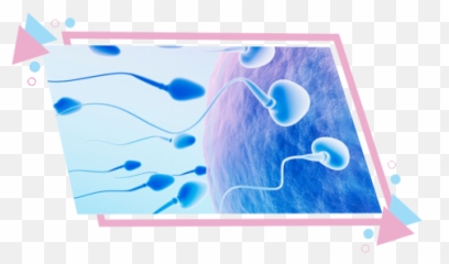 Best Sperm Bank In Chennai India Fertility Center - Low Sperm Count Anatomy Png,Semen Png