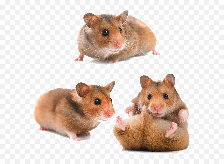 Hamster Png Download Image - Teddy Bear Hamster,Hamster Png