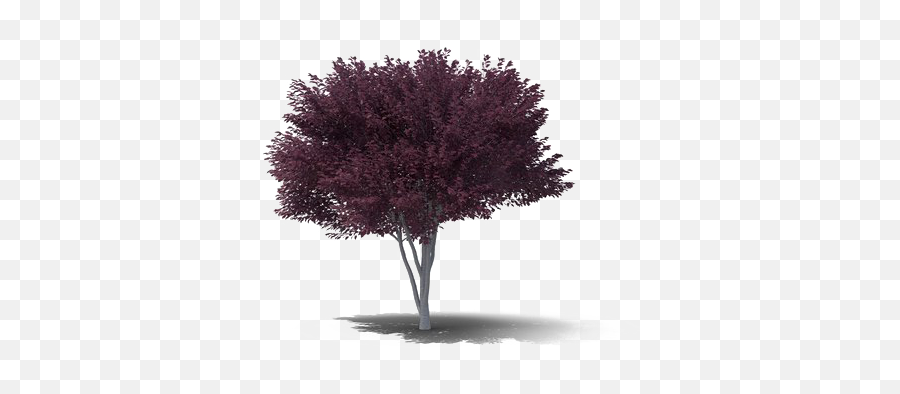 Download Hd Plum Png Background Image - Plum Tree Transparent Background,Plum Png