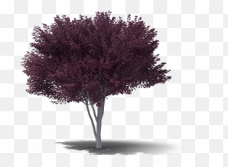 Download Hd Plum Png Background Image - Plum Tree Transparent Background,Plum Png