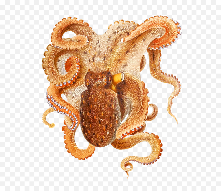 Image Free Download Png Hd Hq - Octopus Filippi,Octopus Transparent
