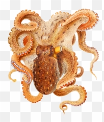 Image Free Download Png Hd Hq - Octopus Filippi,Octopus Transparent