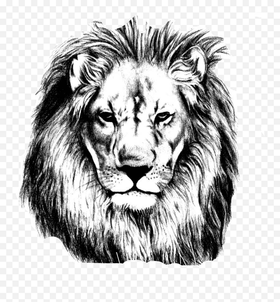 Sketch Png Lion Transparent