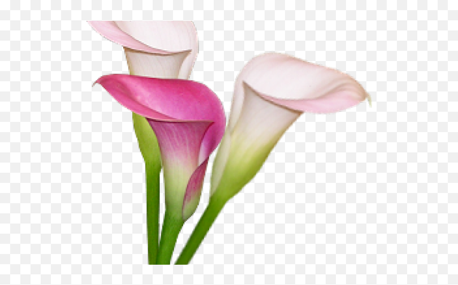 Calla Lily Clipart Pink Png