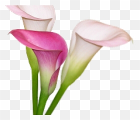 Calla Lily Clipart Pink Png
