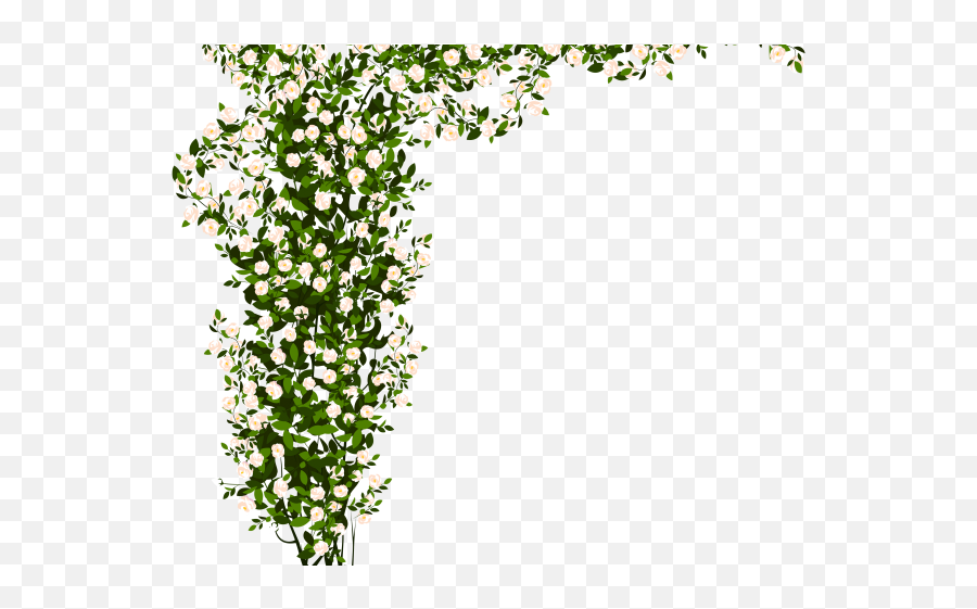Shrub Bushes Png Transparent Images - White Rose Bush Png,Shrub Transparent Background