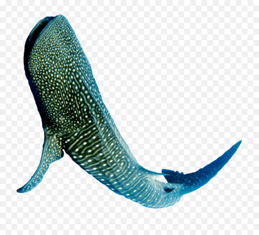 Whale Shark Png Image - Transparent Whale Shark Png,Whale Shark Png
