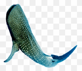 Whale Shark Png Image - Transparent Whale Shark Png,Whale Shark Png