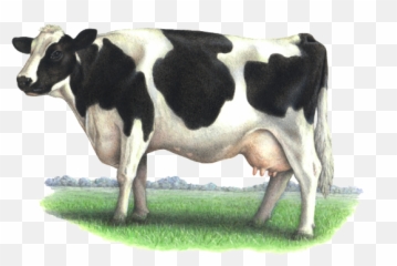 Dairy Cow Png Transparent Image Arts - Realistic Painting Of A Cow,Cattle Png
