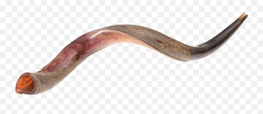 Download Yeminite Shofar - Animal Product Png,Shofar Png