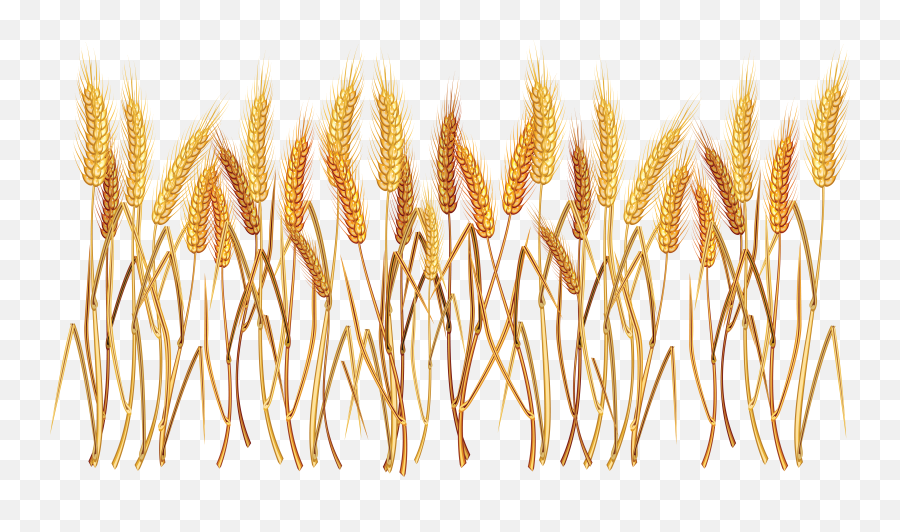 Download Wheat Png Image For Free Images - Wheat Clipart Transparent Background,Grains Png
