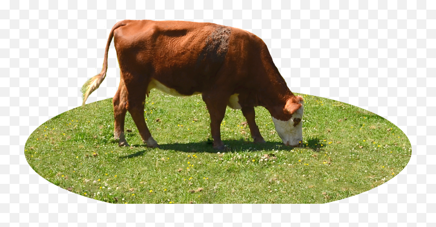 Animal - Cowfreepngtransparentbackgroundimagesfree Cow Eating Grass White Background Png,Cow Transparent