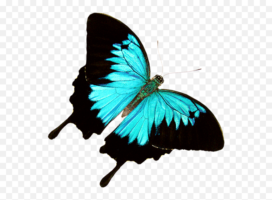 Butterfly World U2013 Where 20000 Exotic Butterflies And Birds - Exotic Butterfly Png,Butterfly Gif Transparent