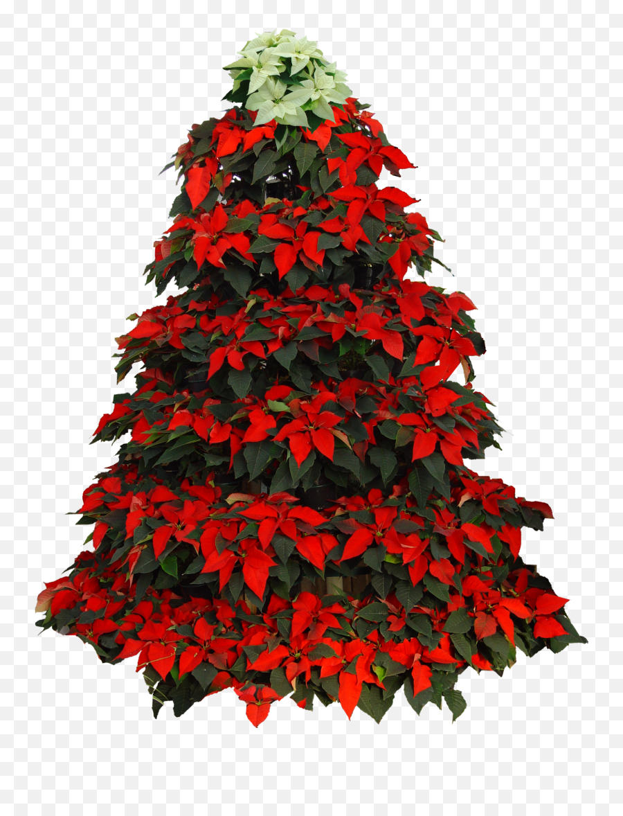 Poinsettia - Poinsettia Christmas Tree Clipart Png,Poinsettia Transparent Background