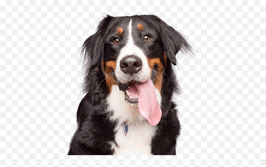 Experience Better Pet Insurance - Dog Png Website,Pet Png