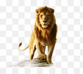 Lion Head Hd Wallpaper - Practice With Taxonomy And Classification Answer Key Png,Mountain Lion Png