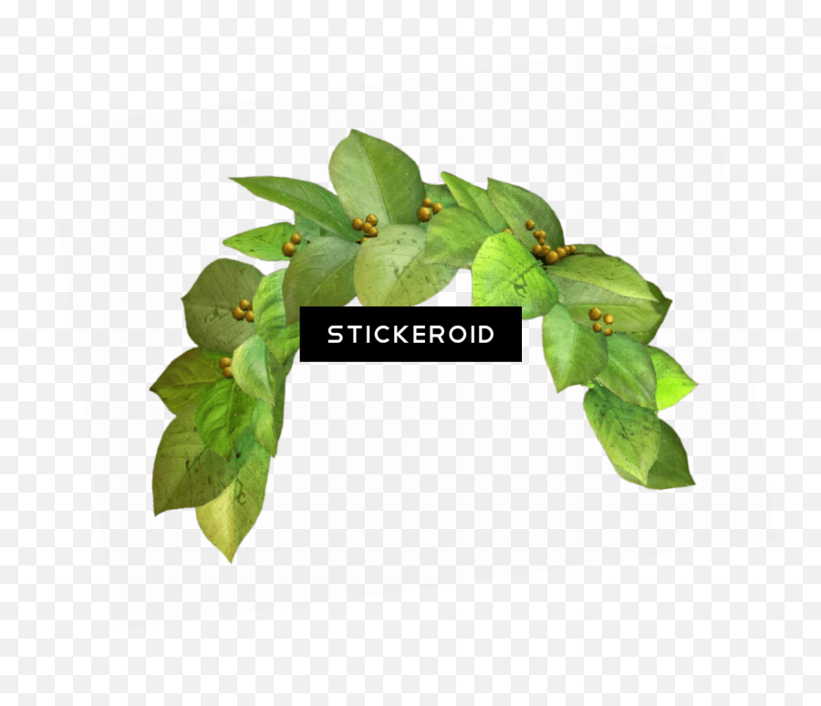 Download Snapchat Filter Green Crown - Snapchat Photo Filter Transparent Green Flower Crown Png,Snapchat Transparent Background