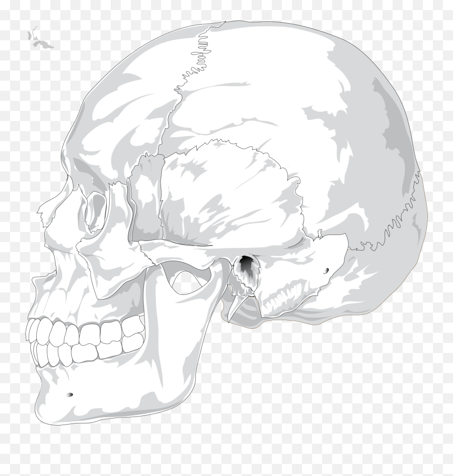 Human Skull Side View Svg Vector Clip - Skull Side Profile Png,Icon Scull