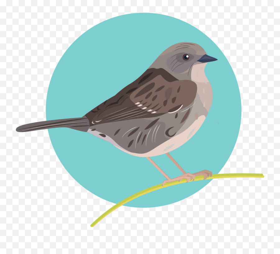 Graphics Bird Icons Colour Set 1 - House Sparrow Png,Biodiversity Icon