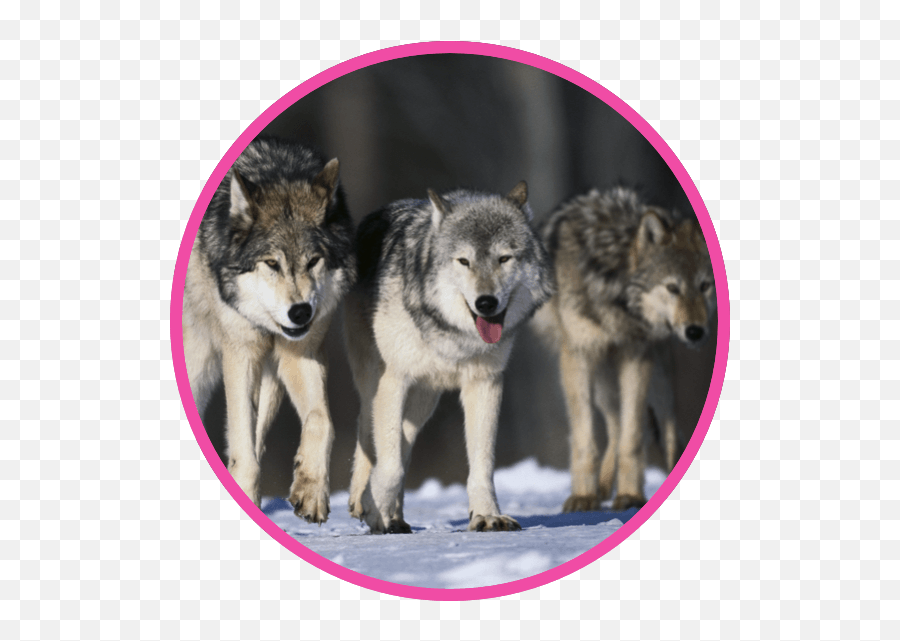 Wonderful Wolf Be A Planet Hero Nestlé Pure Life - Build A Team With The Same Goal Wolf Pack Png,Wolf Howl Icon
