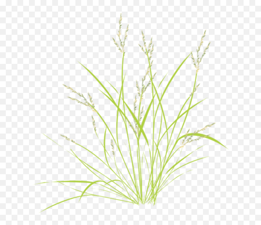 Access Our Resources University Of Maryland Center For - Sweet Grass Png,Wild Grass Png