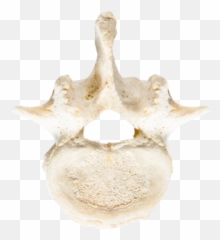 Ossuaries Where Bones Are Laid To Rest Jonsbones - Trumpet png