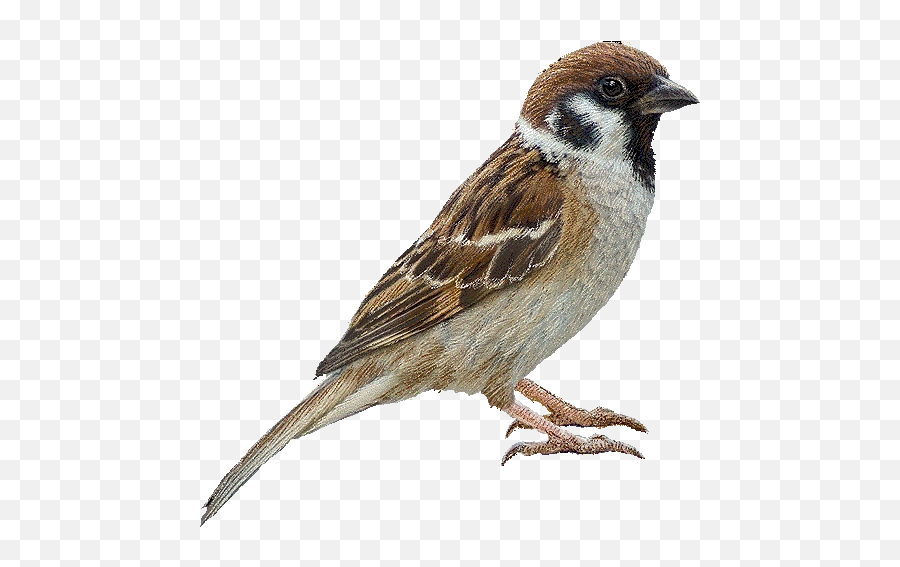 Download Free Png Sparrow - Sparrow Png,Sparrow Png