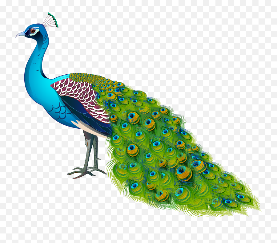 Peacock Clipart Transparent Png