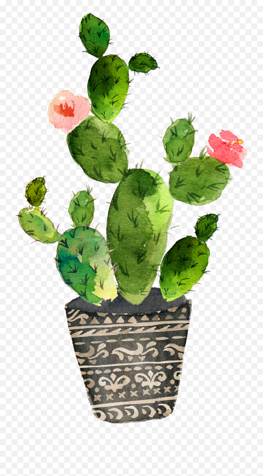 Download Cactaceae Painting Succulent - Watercolor Cactus Drawing Png,Succulent Transparent Background