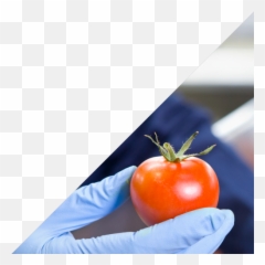 Tomato Paste U2013 Cft Group - Plum Tomato Png,Tomato Png
