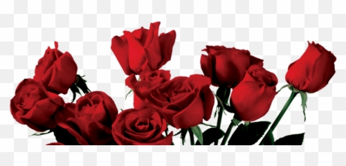 Flowers Png Tumblr - Transparent Red Aesthetic Pngs Rose Background