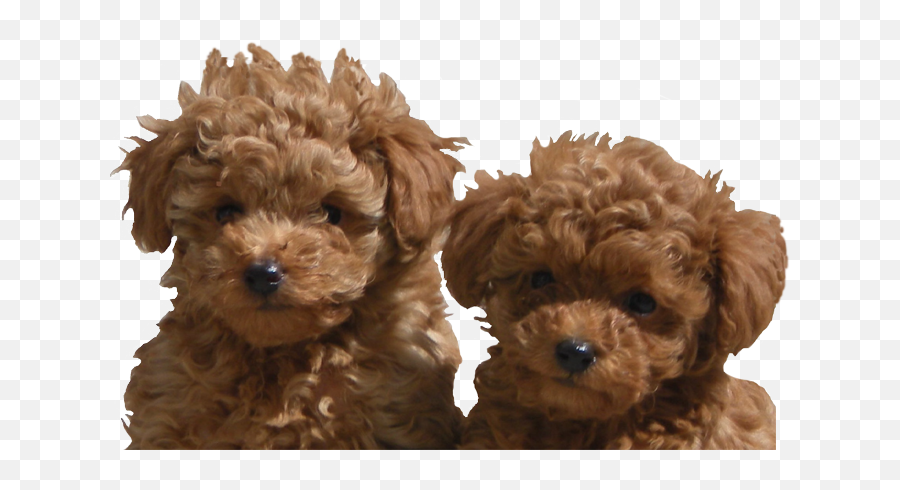 Download Hd Adanac Poodles Of Canada - Toy Poodle For Sale Toy Poodle Puppy Png,Poodle Png