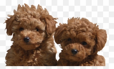 Download Hd Adanac Poodles Of Canada - Toy Poodle For Sale Toy Poodle Puppy Png,Poodle Png