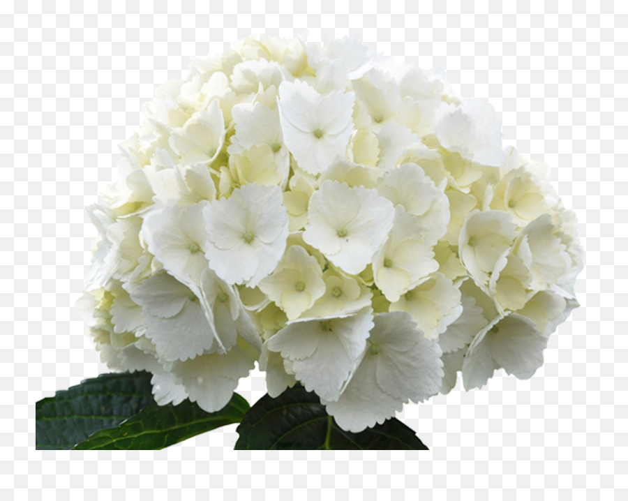Hydrangea Jumbo White Transparent U0026 Png Clipart Free - White Hydrangea Flower Png,Hydrangea Png